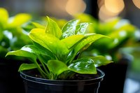 Fresh green houseplant with water drops on leaves growing in black plastic pot against blurred warm bokeh background, macro nature photography.