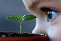 Young green seedling growing in pot with close-up of blue eye observing new life, representing growth, curiosity, and environmental awareness.