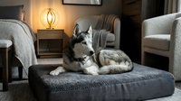 Siberian husky dog resting on a gray pet bed in a cozy modern living room with warm lamp light and elegant furniture.