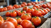 Fresh ripe red tomatoes in wooden crates at farmers market, selective focus on foreground vegetables with natural blurred background. Organic produce.
