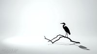 Great heron standing on a twisted branch against a minimalist white background, suitable for wildlife, nature, and editorial design projects.