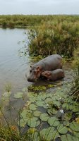 Adult hippopotamus with calf resting in shallow wetland water surrounded by aquatic vegetation, reeds, and lily pads in natural habitat environment.