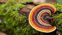 Colorful bracket fungus with concentric rings growing on moss-covered log in forest environment showcasing natural decomposition and woodland ecosystem biodiversity.