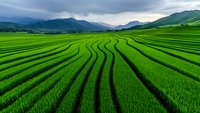 Vibrant green terraced rice fields stretch across rolling hills under dramatic cloudy sky, creating natural curved lines and patterns in agricultural landscape.