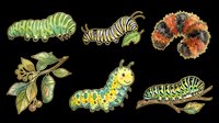 Caterpillar and caterpillar larvae collection isolated on transparent background. Ready for t-shirt design, clipart, stickers, print-on-demand products and sublimation projects.