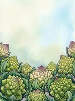 Watercolor illustration of fresh cauliflower plants with green foliage and purple-tinged florets arranged at bottom border, leaving copyspace above for text or design elements.