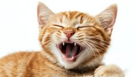 Ginger cat yawning or laughing with closed eyes showing teeth and pink tongue against white background, isolated portrait of happy feline expression.