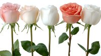 Fresh roses in soft pink, coral and white colors arranged in row on white background, with green stems and leaves showing natural botanical detail.