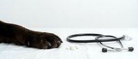 Dog paw next to stethoscope on white background representing veterinary care, animal health checkup, pet medical examination and healthcare services.