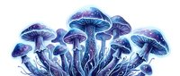 Glowing blue fantasy mushrooms with cosmic patterns, isolated on white background, ready for design use on stickers, prints, and apparel.