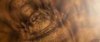 Close-up macro view of natural wood grain texture with warm brown tones and organic patterns. Perfect for backgrounds, interior design projects.