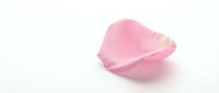 Single pink rose petal on white background for romantic design projects, wedding invitations, beauty products and spa treatments.