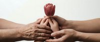 Multiple hands of different ages gently holding red tulip flower together symbolizing unity, care, support and intergenerational connection on neutral background.