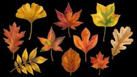 Autumn leaves collection in warm fall colors including maple, oak, and ginkgo varieties isolated on transparent background. Ready for t-shirt designs, clipart, stickers, sublimation, and print-on-demand projects.