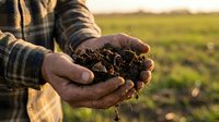 Farmer holding rich dark soil in cupped hands over green field at sunset, showing earth quality for agriculture and farming concepts.