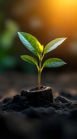 Young green plant growing from tree stump in rich soil against warm sunlight background, symbolizing new life, hope, and environmental renewal.