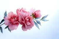 Delicate pink carnations with soft blue-gray leaves against light background, creating gentle floral composition for greeting cards and romantic designs.