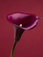 Elegant burgundy calla lily flower with white stamen on matching red background for luxury floral design and romantic decorative projects.