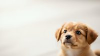 Adorable golden retriever puppy with expressive eyes looking up curiously against soft neutral background for pet care and animal lover content.