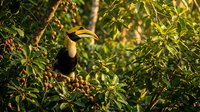 Colorful hornbill bird perched among lush green tropical foliage in natural rainforest habitat during golden hour lighting for wildlife photography.