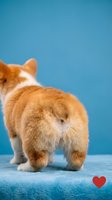 Adorable orange and white corgi puppy from behind on blue background with red heart symbol for pet love and care concepts.
