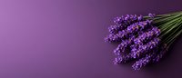 Fresh lavender flowers bouquet on purple background with copy space for text, aromatherapy and wellness concept, panoramic banner layout.