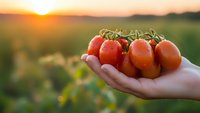 Fresh ripe tomatoes in hand at sunset over agricultural field. Organic farming harvest concept with golden hour lighting and blurred countryside background.