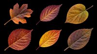 Autumn leaves in various fall colors isolated on transparent background, ready for t-shirt designs, clipart, stickers, print-on-demand products and sublimation projects.