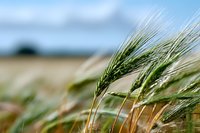 Green wheat ears swaying in summer breeze against blurred agricultural landscape background, showcasing organic farming and crop cultivation.