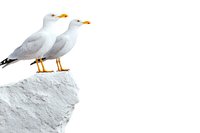 Two white seagulls standing on rocky cliff edge against pure white background, isolated composition for nature and wildlife designs, maritime concepts.