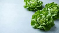 Fresh green butter lettuce heads arranged on light blue background with copy space for healthy eating and organic vegetable concepts.