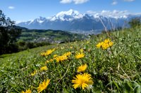 Yellow dandelion flowers blooming in alpine meadow with snow-capped mountain peaks and valley landscape in background during spring season in countryside.