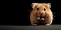 Adorable golden hamster with tiny paws and whiskers poses against dark background, looking directly at camera with bright eyes and curious expression.