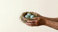 Mature adult male hands holding woven nest with pale blue eggs against neutral background, symbolizing care, nurturing, new beginnings, and family values for editorial and conceptual projects.