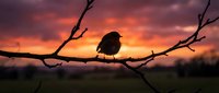 Small bird silhouette perched on bare branch against dramatic sunset sky with purple and orange clouds creating peaceful nature scene.