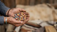 Farmer's hand holding mixed dried corn kernels, displaying harvest yield and agricultural produce for farming, agriculture, and food production concepts.