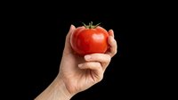 Caucasian hand holding fresh red tomato isolated on transparent background, ready for t-shirt design, clipart, stickers, print-on-demand and sublimation projects.