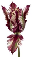 Isolated burgundy parrot tulip with striped petals in deep wine and cream tones, featuring green stem, suitable for botanical illustrations, floral design projects, and decorative applications.