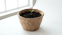 Young seedling sprouting from dark soil in biodegradable kraft paper pot near bright window, symbolizing new growth, eco-friendly gardening, and sustainable plant cultivation practices.