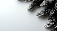 Frosted pine branches against white background create minimalist winter composition with copy space for seasonal holiday designs and greeting cards.