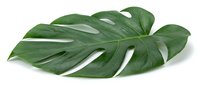 Monstera deliciosa leaf isolated on white background, ready for design projects, botanical illustrations, and tropical decor applications.