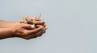 Farmer hands holding fresh ginger root isolated on white background, suitable for organic food, agriculture, cooking, and wellness product marketing materials.