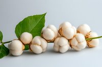 Cotton bolls with green leaves arranged on white background showcasing natural organic fiber production and textile industry materials.