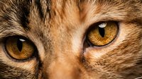 Close-up of domestic cat amber eyes with detailed fur texture showing natural feline features and whiskers for pet photography and animal portraits.
