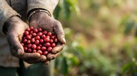 Farmer's hands holding freshly harvested red tomatoes in agricultural field, suitable for farming, agriculture, and food production content.