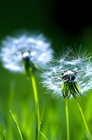 Delicate dandelion seeds ready to float away on green background, macro photography capturing nature's subtle details and spring transformation period.