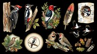 Woodpecker clipart set isolated on transparent background, featuring vintage-style birds, feathers, acorns, and nature elements, ready for stickers, t-shirt design, and print on demand.