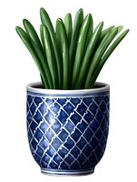 Green succulent plant in blue and white ceramic pot with geometric pattern design. Isolated on white background for easy digital use in design projects.