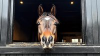 Brown horse head looking out from stable window with warm lighting in equestrian barn facility for agricultural and farming concepts.