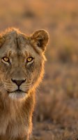 Young male lion portrait with golden eyes in warm sunset light against blurred savanna background for wildlife and nature photography projects.